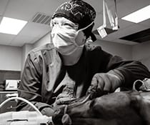 Vet performing a dog surgery