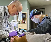 Veterinarians performing a dog teeth cleaning