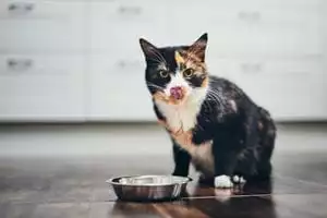 Cat eating her prescription diet