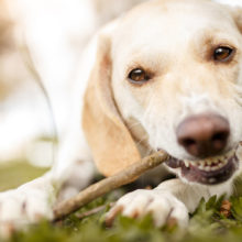 6 Reasons Why Your Dog Needs His Teeth Cleaned in Sonora, CA