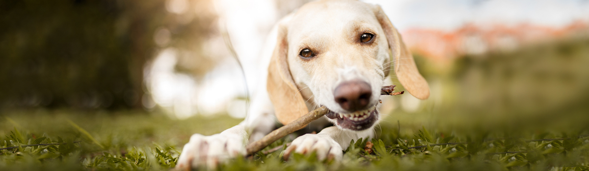 Dog Teeth Cleaning in Sonora, CA