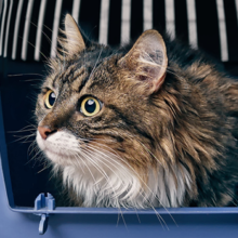 Does Your Cat Not Get in the Carrier in Sonora, CA? Here are 6 Tips to Help You