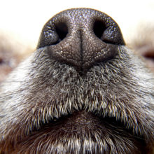 Why Do Dogs Have Wet Noses in Sonora, CA?