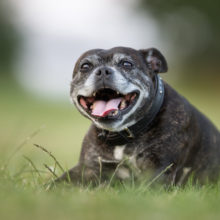 Is Your Dog Considered a Senior in Sonora, CA? Here’s How to Tell