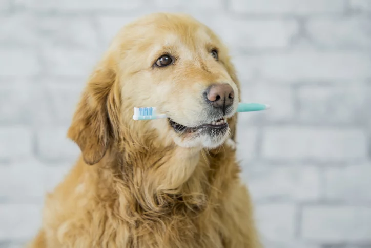 dog teeth brushing in Sonora, CA