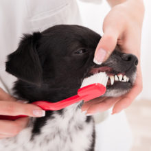 Here’s How to Brush Your Dog’s Teeth and Why It’s Important in Sonora, CA