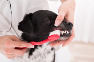 dog brushing his teeth