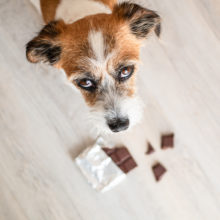 Did You Know Dogs Can’t Eat Chocolate in Sonora, CA? Here’s Why!