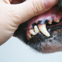 Is it Normal for My Dog’s Gums to be Pale in Sonora, CA?