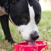 3 Tips to Protect Your Dog from Dehydration in Sonora, CA During the Summer