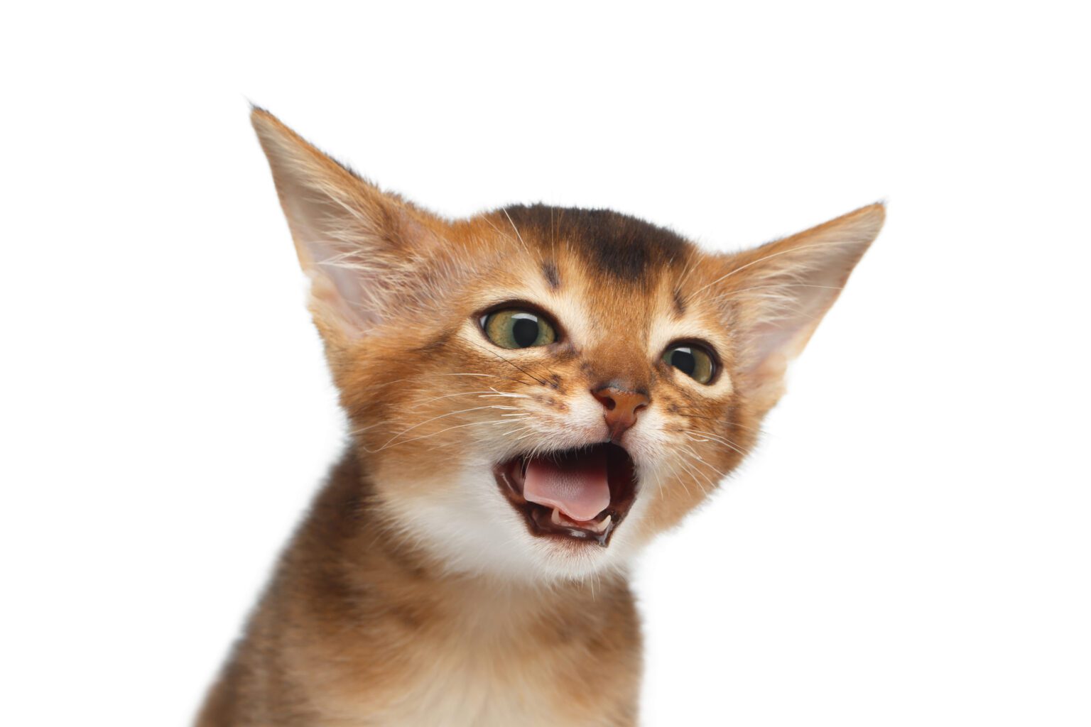 Cat Coughing 101: Signs, Causes and Treatments | Live Oak Veterinary