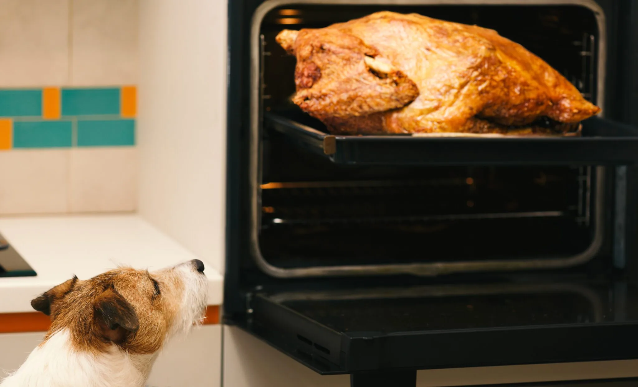 Can Dogs Eat Turkey? Live Oak Veterinary Hospital