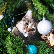 5 Tips for Cat-Proofing Your Christmas Tree