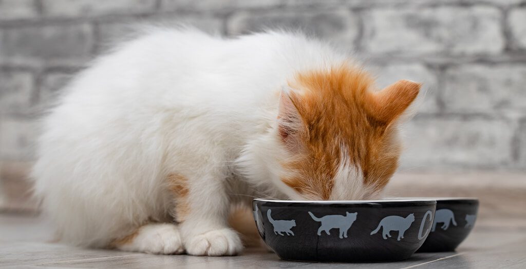 cat with head in bowl