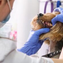 Dog Periodontal Disease: Symptoms, Treatment and Prevention