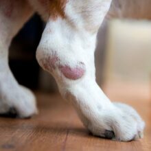 Here’s How to Identify and Treat Dog Hot Spots Quickly and Effectively