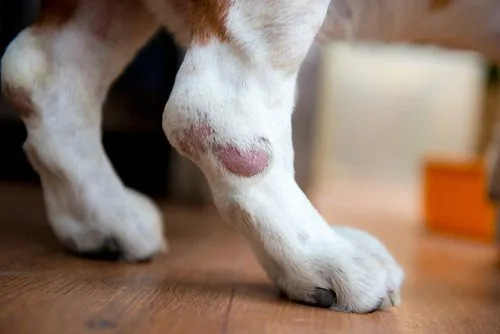 closeup-of-dog's-right-hind-leg-with-hot-spot