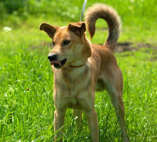 dog-with-tongue-out-staring-at-bees-in-field