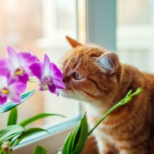 10 Plants that are Toxic to Cats that Could Be in Your Home or Garden