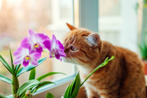 cat-sniffing-flower-on-window-sill