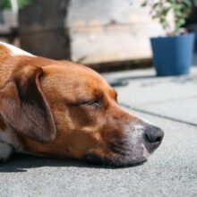 Dog Heatstroke: Causes, Symptoms, Treatment and Prevention