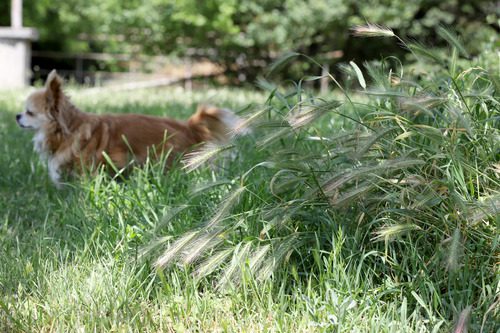 8 Reasons Why Foxtails are Dangerous for Dogs | Live Oak Veterinary ...