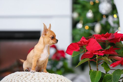 small-dog-looking-at-poinsettia-plant