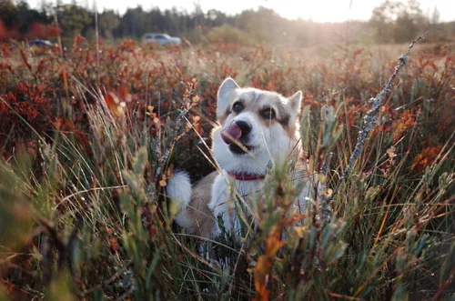 corgi-dog-in-cranberry-field