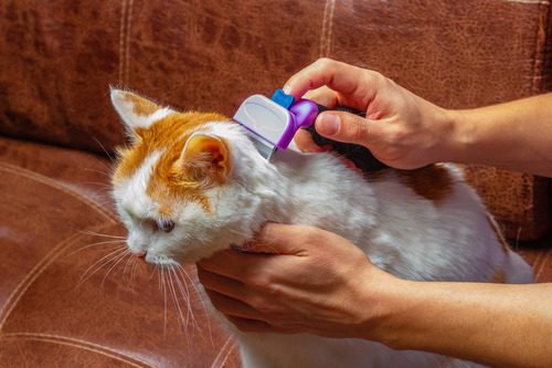 owner-brushing-orange-and-white-cat